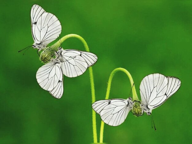 Photo le papillon sur la feuille