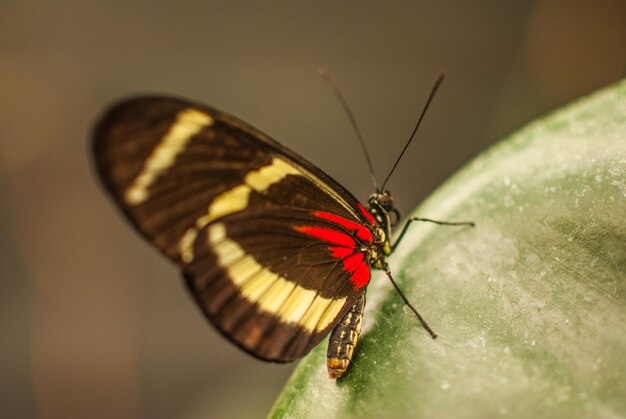 Le papillon sur la feuille