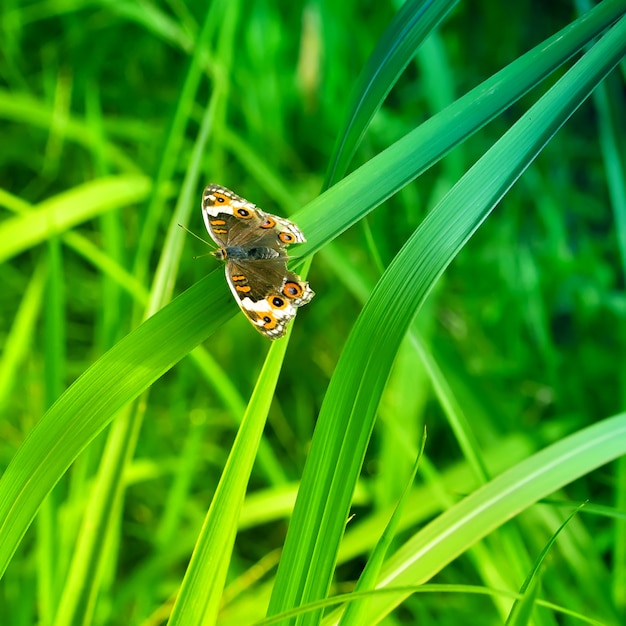 Papillon sur feuille