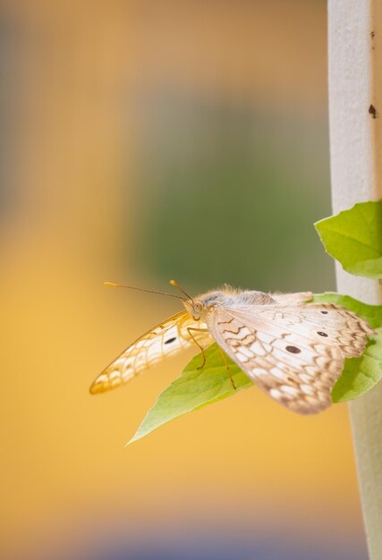 Photo papillon sur une feuille