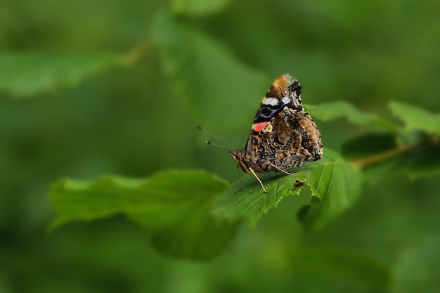 Papillon sur feuille