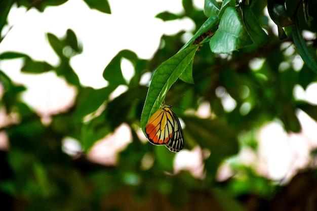 Papillon sur feuilles arbre flou fond