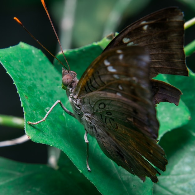 Papillon sur feuilles brunes