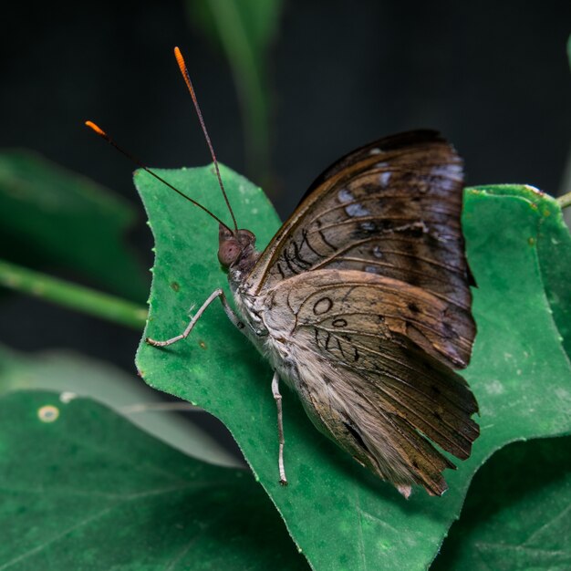 Papillon sur feuilles brunes