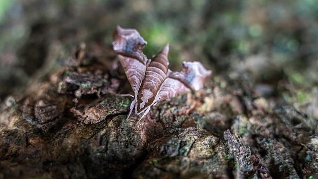 Papillon Sur Feuilles Séchées