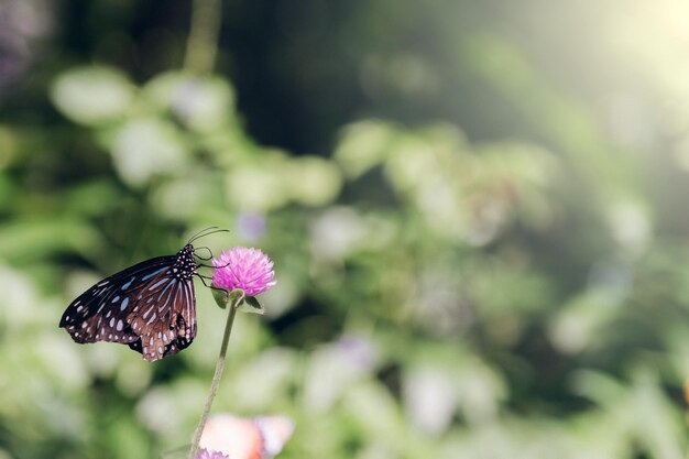 Papillon sur les feuilles vertes