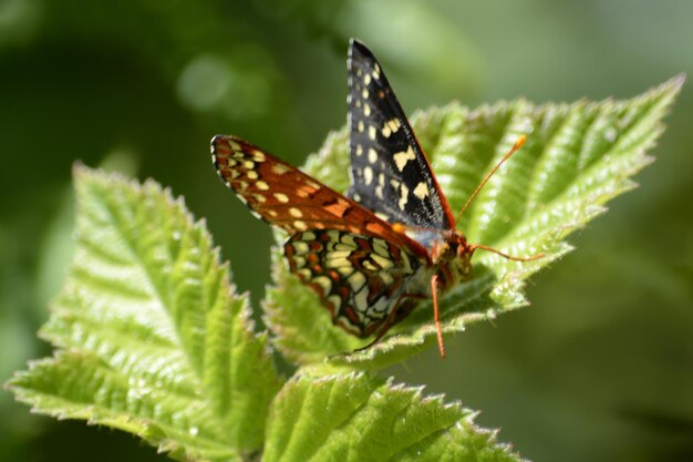 Le papillon sur les feuilles