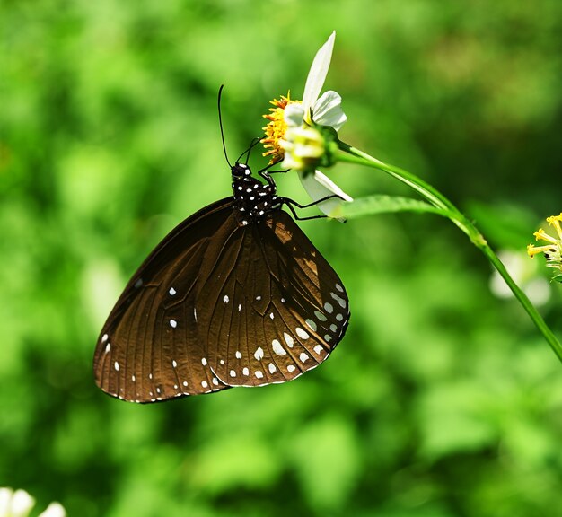 Papillon sur fleur blanche dans le jardin