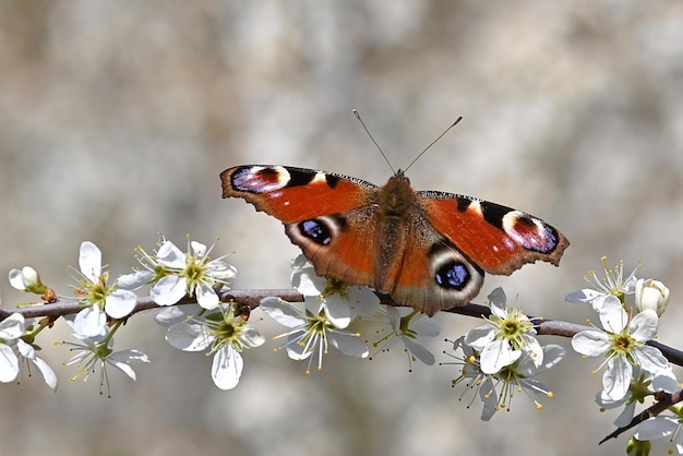 Un papillon sur une fleur blanche