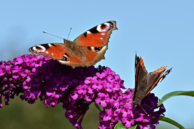 Un papillon sur une fleur avec un ciel bleu en arrière-plan