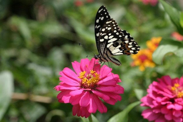 papillon sur fleur coloré et beau