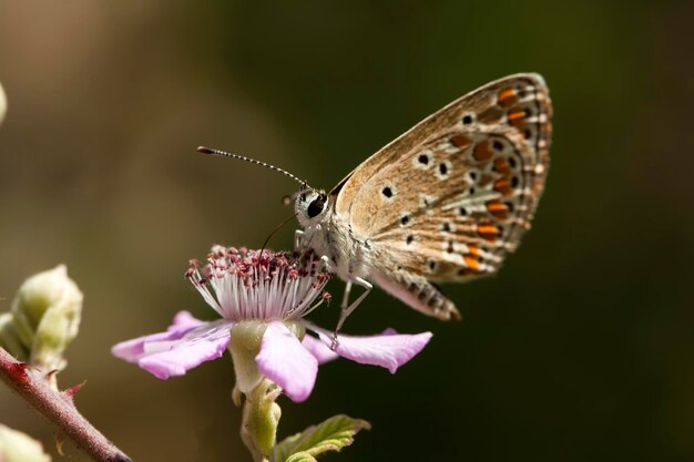 Papillon sur la fleur colorée dans la nature.