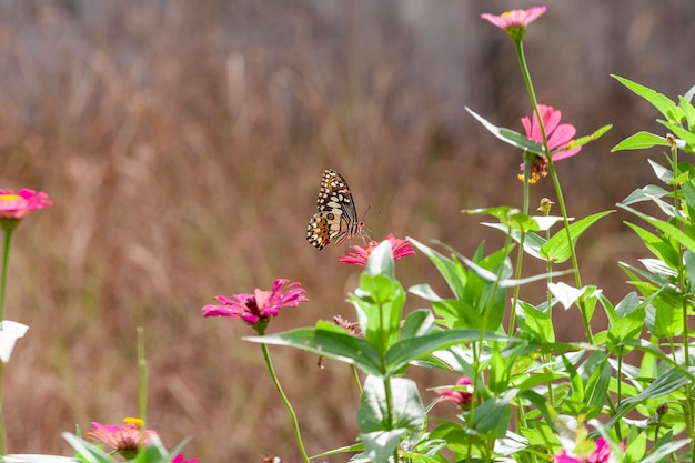 papillon sur une fleur dans le jardin en gros plan