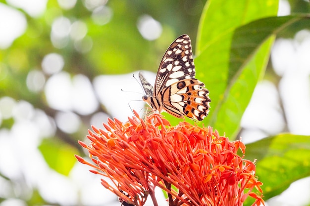 papillon sur une fleur dans le jardin en gros plan