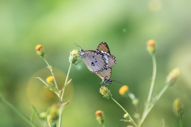 Photo papillon en fleur dans le jardin peu profond dof