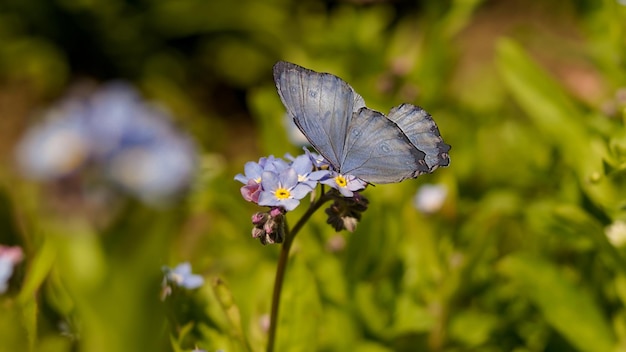 papillon sur une fleur dans la nature sauvage