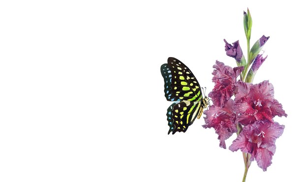 un papillon et une fleur devant un fond blanc