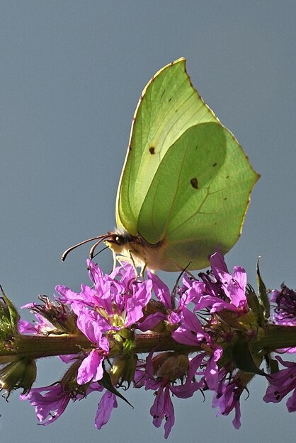 Un papillon sur une fleur du jardin