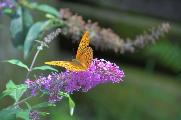 Un papillon sur une fleur du jardin