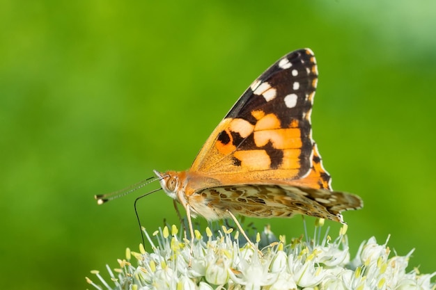 Papillon sur fleur de fleur dans la nature verte