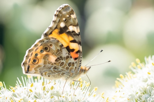 Papillon sur fleur fleur en vert naturex9