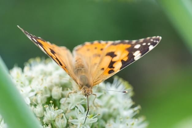 Papillon sur fleur fleur en vert naturex9