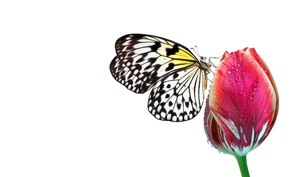 Photo un papillon et une fleur avec le fond derrière