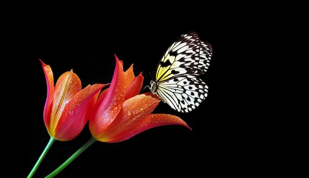 Un papillon sur une fleur avec un fond noir