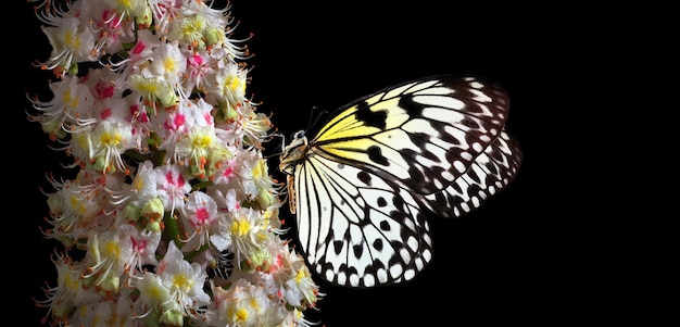 Un papillon sur une fleur avec un fond noir