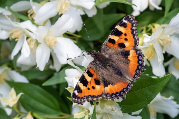 Papillon sur fleur de jasmin Papillon écaille Orange Aglais urticae