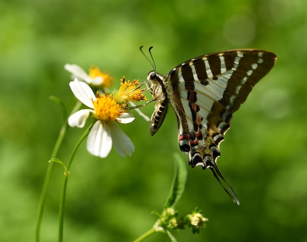 Papillon sur fleur jaune dans le jardin