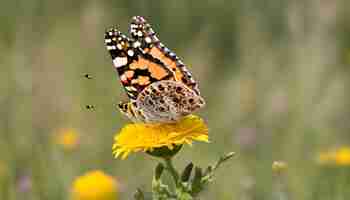 Photo un papillon sur une fleur jaune avec le mot papillon dessus