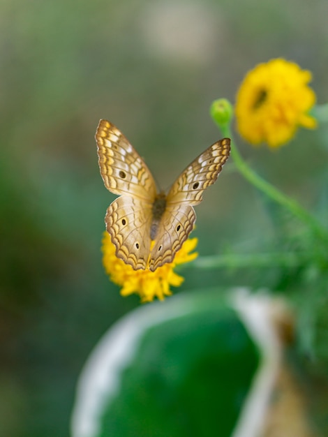 Papillon sur fleur jaune