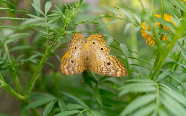 Papillon sur fleur jaune