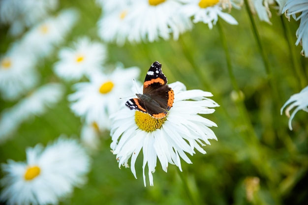 Papillon sur une fleur. Marguerite en fleurs Papillon monarque coloré assis sur des fleurs de camomille. papillon, marguerites camomille en été printemps champ sur mur nature avec soleil