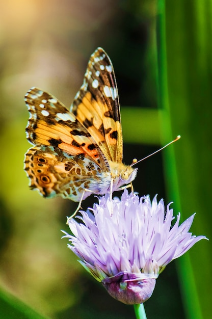 Papillon sur une fleur Mise au point sélective. la nature.