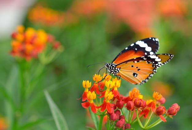 Papillon sur fleur d'oranger dans le jardin