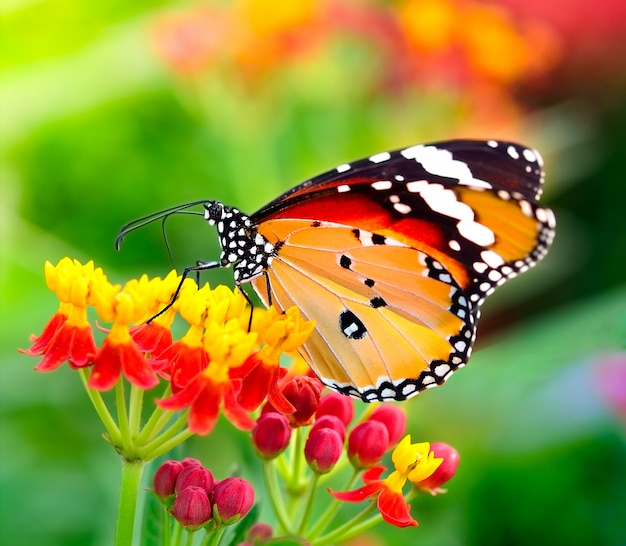 Papillon sur fleur d'oranger dans le jardin