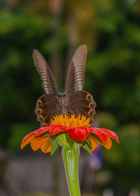 papillon sur fleur d&#39;oranger