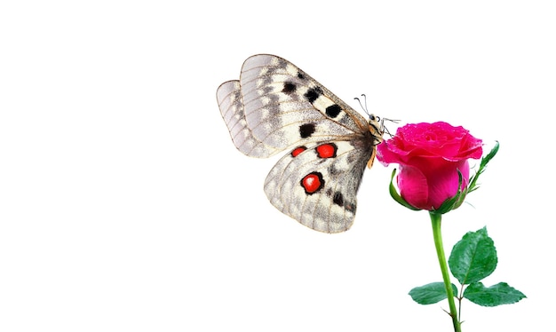 Un papillon et une fleur avec un papillon dessus