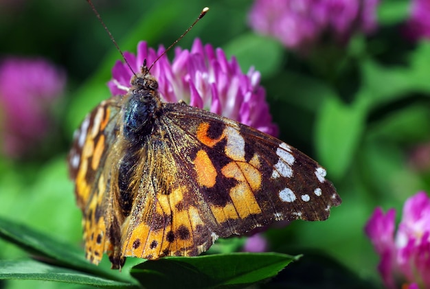 Un papillon sur une fleur avec le papillon dessus