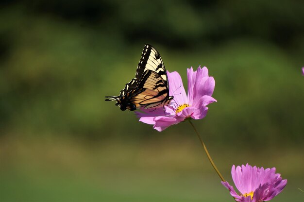 Photo un papillon sur une fleur rose