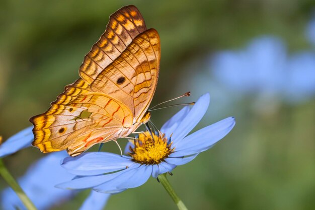 Papillon sur une fleur rose