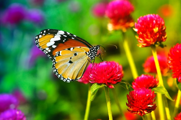 papillon sur fleur rouge bouchent