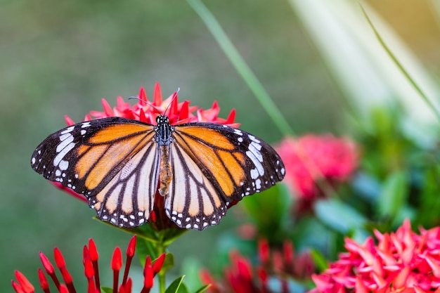 Le papillon sur la fleur rouge.