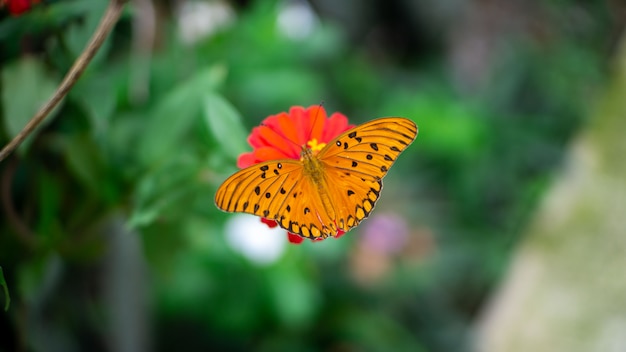 Papillon sur fleur rouge