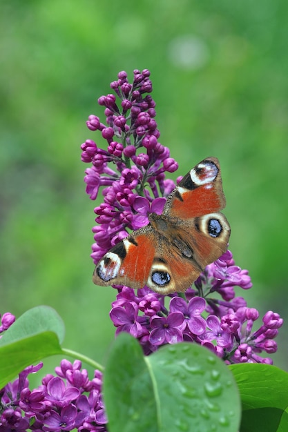 Un papillon sur une fleur violette avec le mot papillon dessus