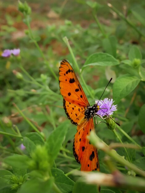 Photo le papillon sur la fleur violette