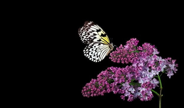 Un papillon sur une fleur violette