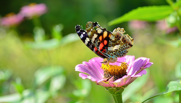 Un papillon sur une fleur violette